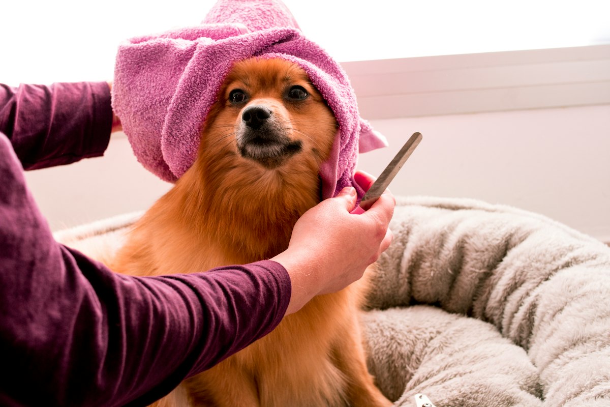Haustier mit Besitzer während der Tagesroutine