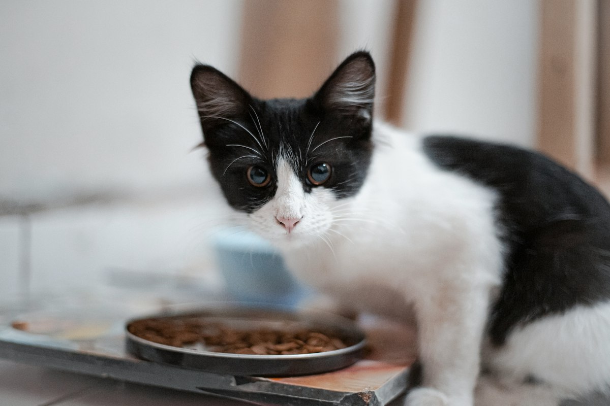 Katze in ihrer Pflegeroutine